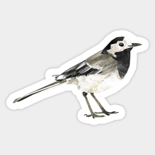 Pied wagtail Sticker